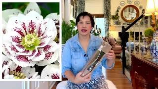 My K. Van Bourgondien Fall Plant Haul