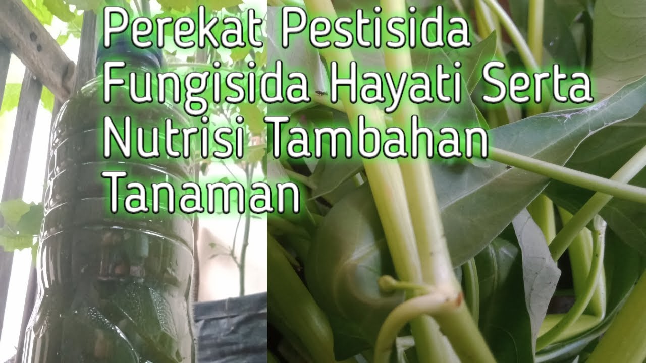 Cara Membuat Perekat Alami Cara Membuat Perekat Alami