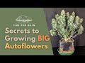 My Secrets for Growing BIG Autoflowering Cannabis Plants!