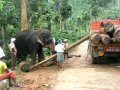 Elephant lifting log