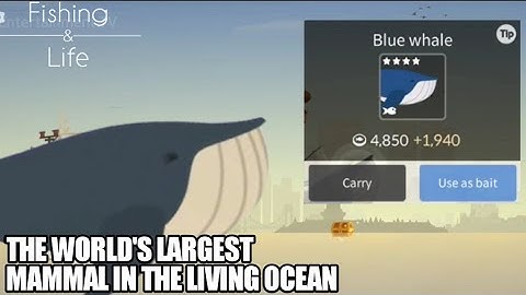 Fishing Life #13 | Catching Blue Whale | The World