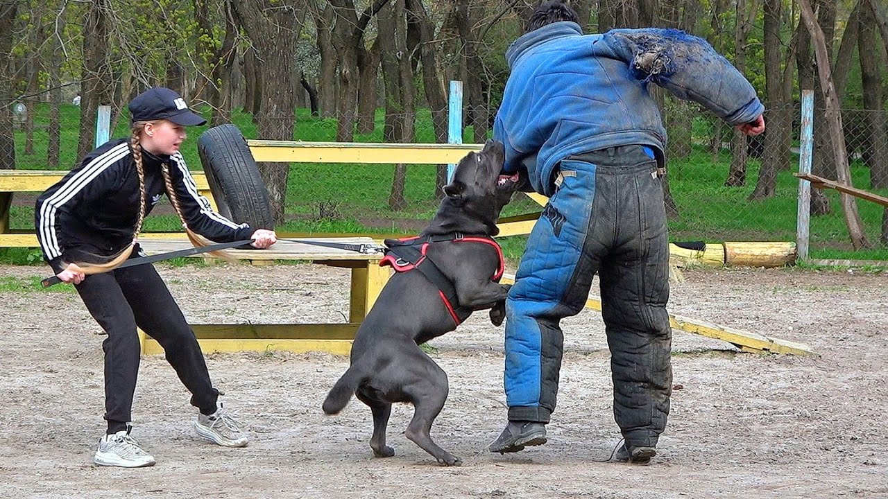 Cane Corso protects a girl from an intruder. 