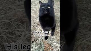 This Tim cat needed help!