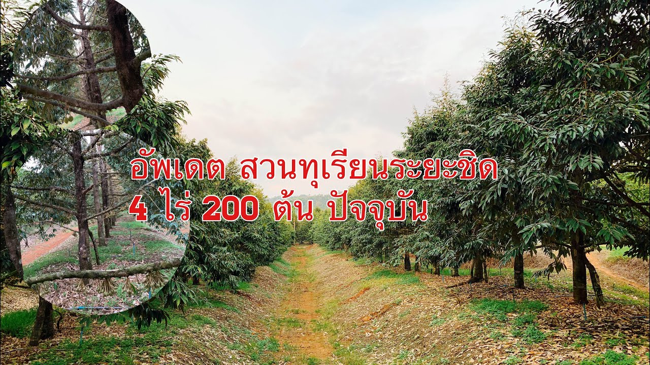 อัพเดตสวนทุเรียนระยะชิด 4 ไร่ 200 ต้นปัจจุบัน EP.21