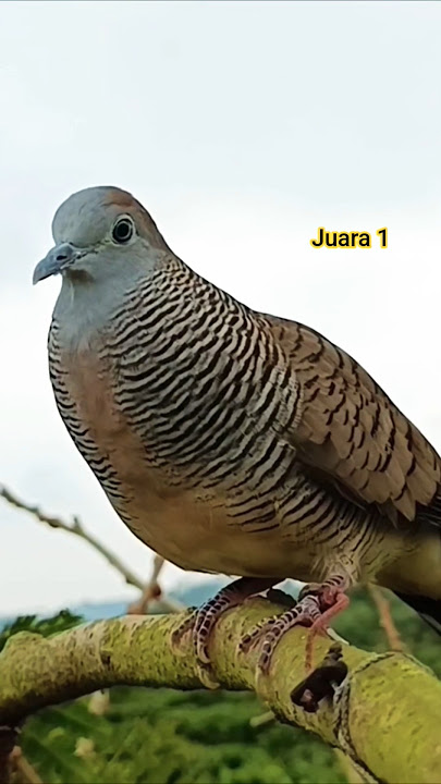 Attracting Local Turtle Doves to the Pacingan Championship