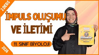 İmpuls İletimi Polarizasyon Depolarizayon Repolarizasyon Konu Anlatımı | 11.Sınıf Biyoloji | 2026 |