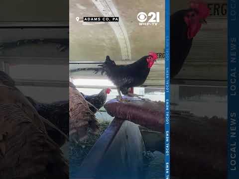 Bestiality Bus 4 Animals Euthanized Suspect Accused Of Filming Acts With Pony Showing To Minors