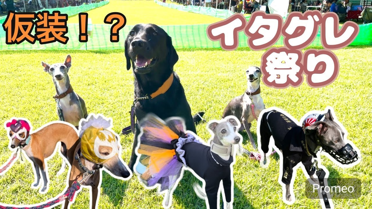 【海おさ】ハロウィンだ！秋のイタグレ祭りに参加！！