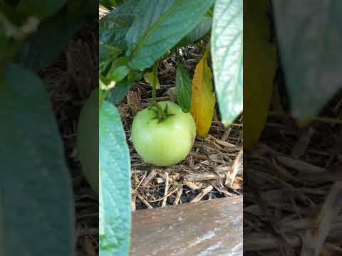 Βίντεο: Περιποίηση φυτών Pepino: Πληροφορίες για τους θάμνους Pepino Melon