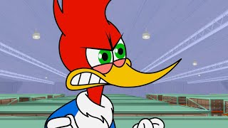 Fight For The Perfect Present | Woody Woodpecker