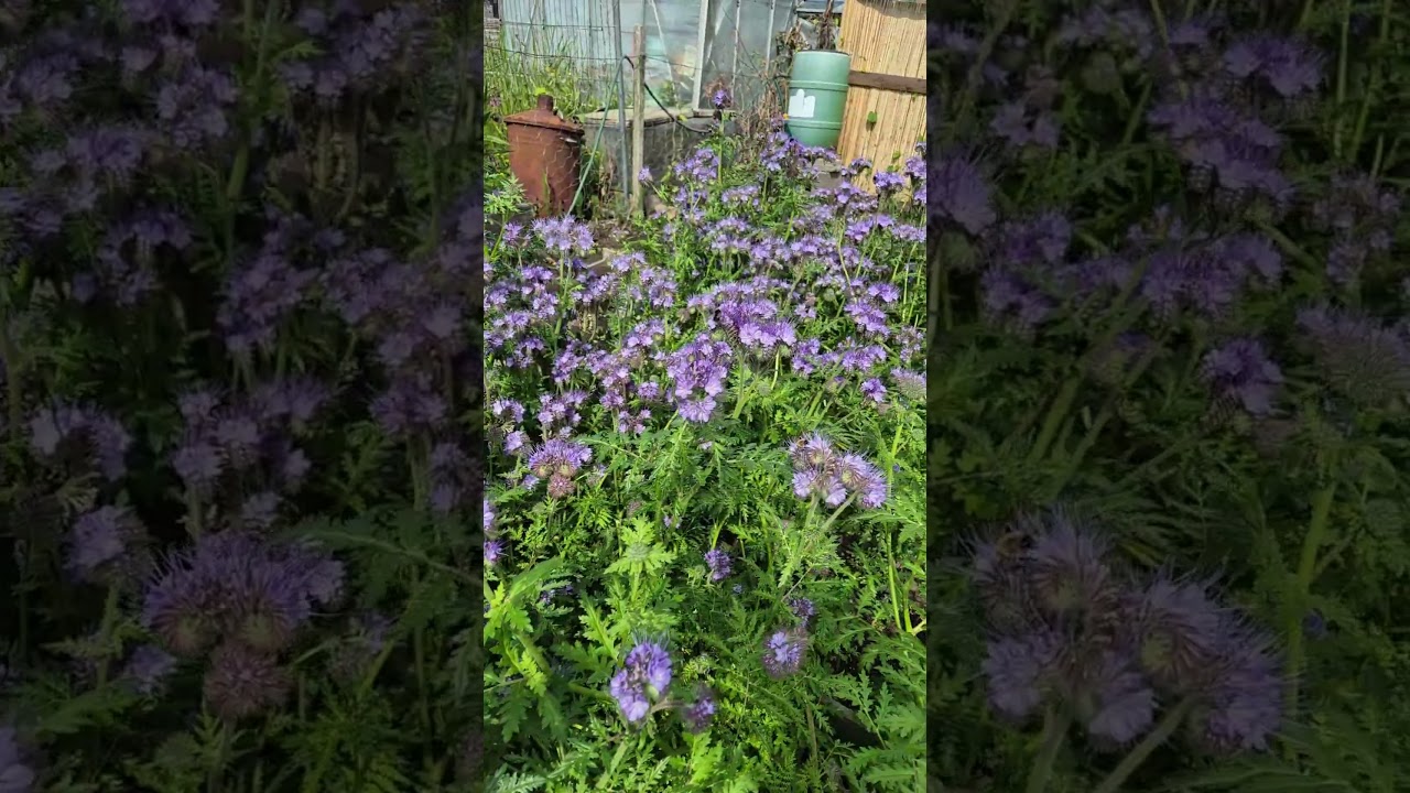 Allotment bees loving Phacelia