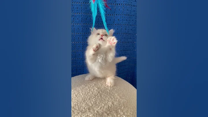 Video 10447971: munchkin cat, blue eyed maine coon, gorgeous maine coon