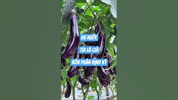 Kinh nghiệm trồng cà tím sai trĩu quả #nguoiyeulamvuon