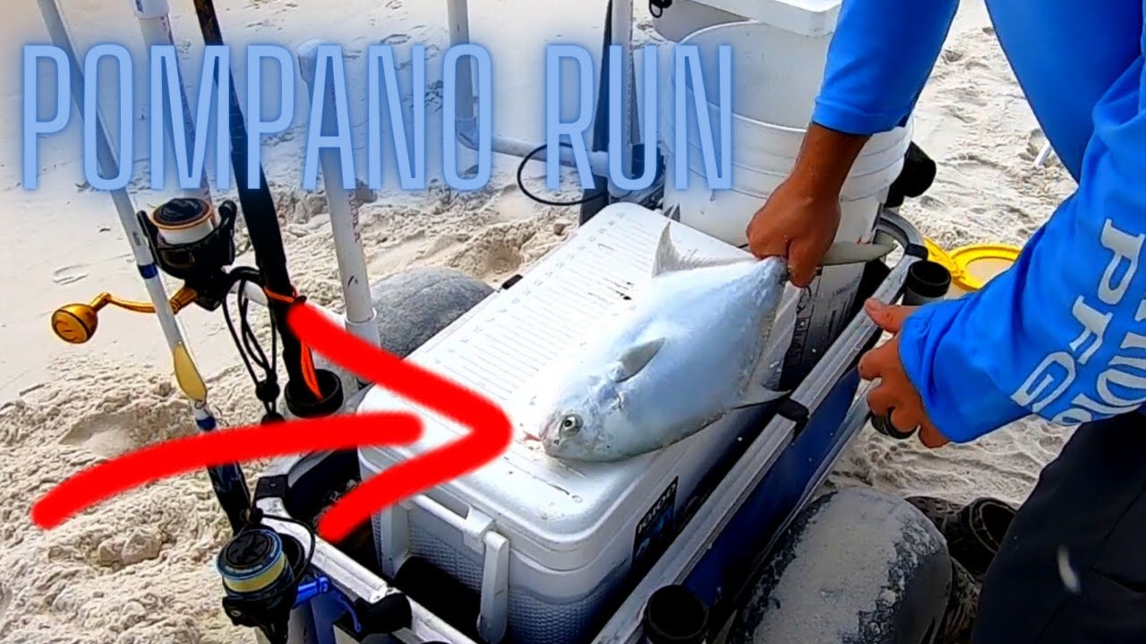 Spring Pompano Run In High Gear – Central FL Surf Fishing Report