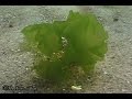 © Водоросли Чёрного моря. Ульва (Ulva lactuca) - 05 // Algae Black Sea