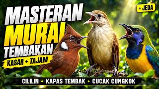 Masteran Murai Tembakan Cililin, Cucak Cungkok, Kapas Tembak
