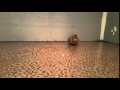 Rocko playing on our penny floor