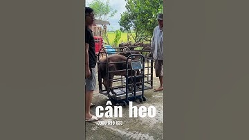 Cân heo - cân điện tử cân heo DS-166SS 200kg 300kg 500kg - Mua cân 0909899833 - giá rẻ & giao nhanh