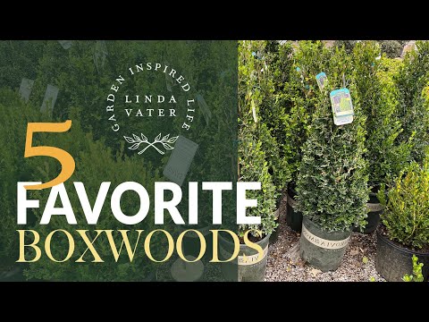 🌳💛🌳 My 5 Favorite BOXWOOD Varieties❗️// Linda Vater