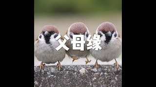 201803 父母缘23756