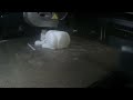 k1  TinyBunny PLA 1h28m Timelapse #2