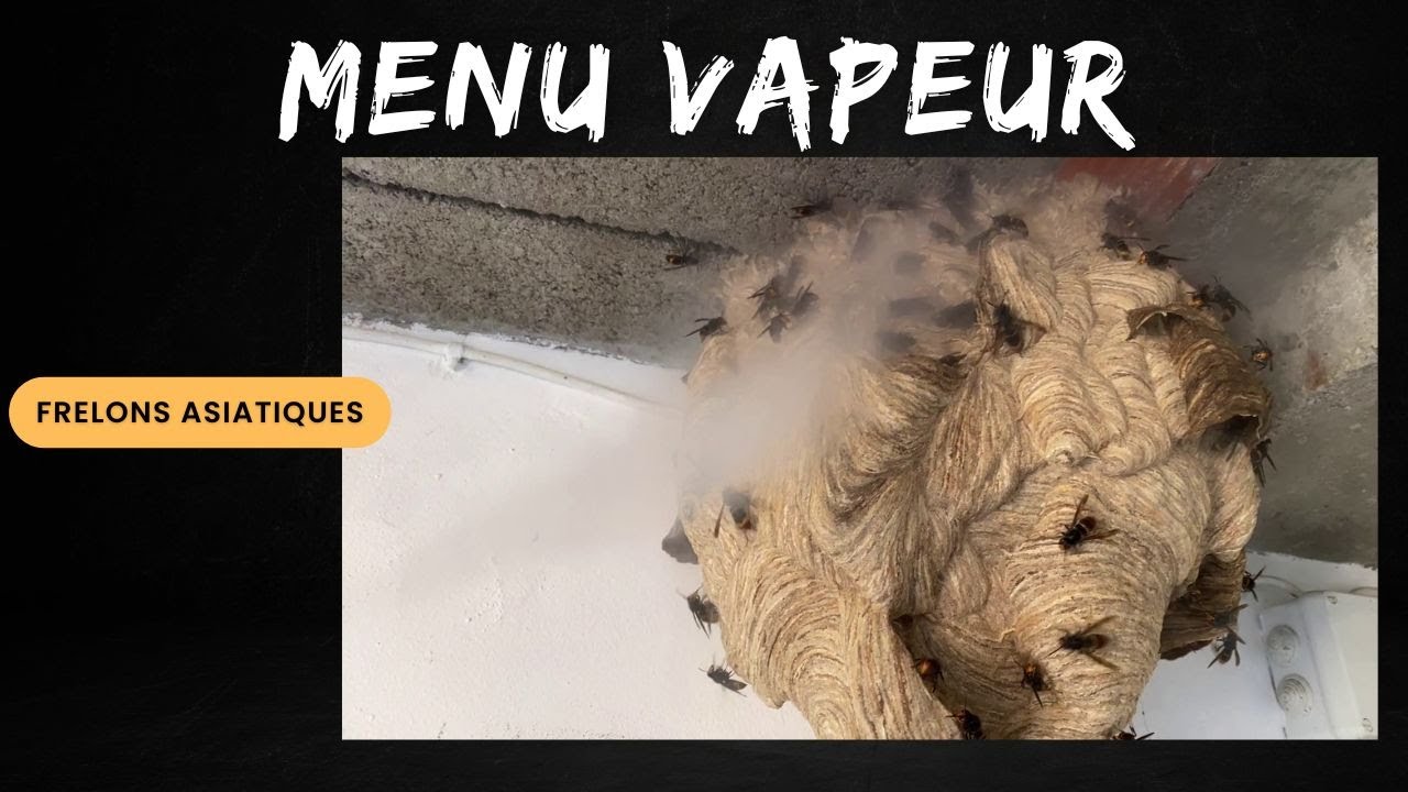 Frelons Asiatiques -- Menu Vapeur