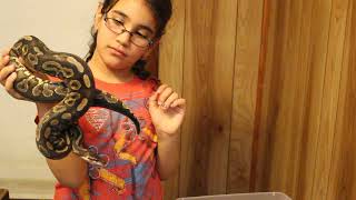 Naomi's Shows Off Her 7 Female Cinnamon Morph Ball Pythons!