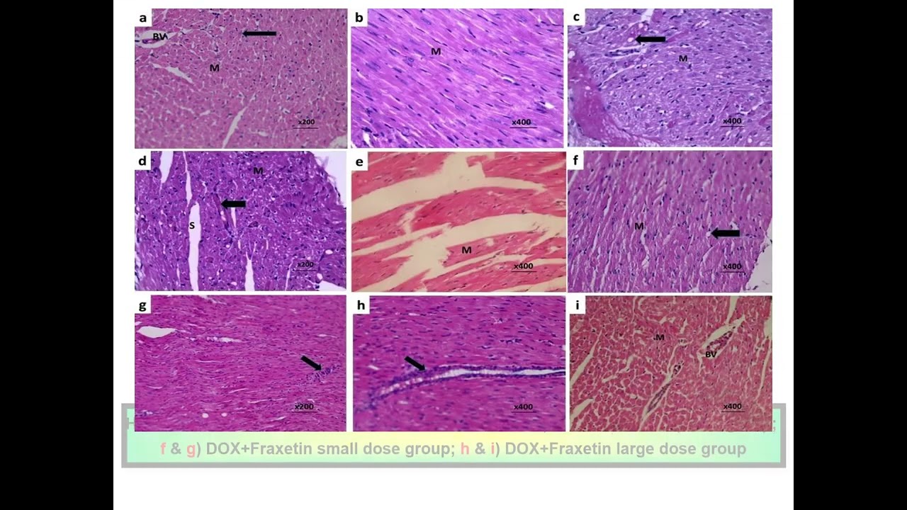 Conference 2026 | Ahmed Kabel | Pre-recorded Presentation
