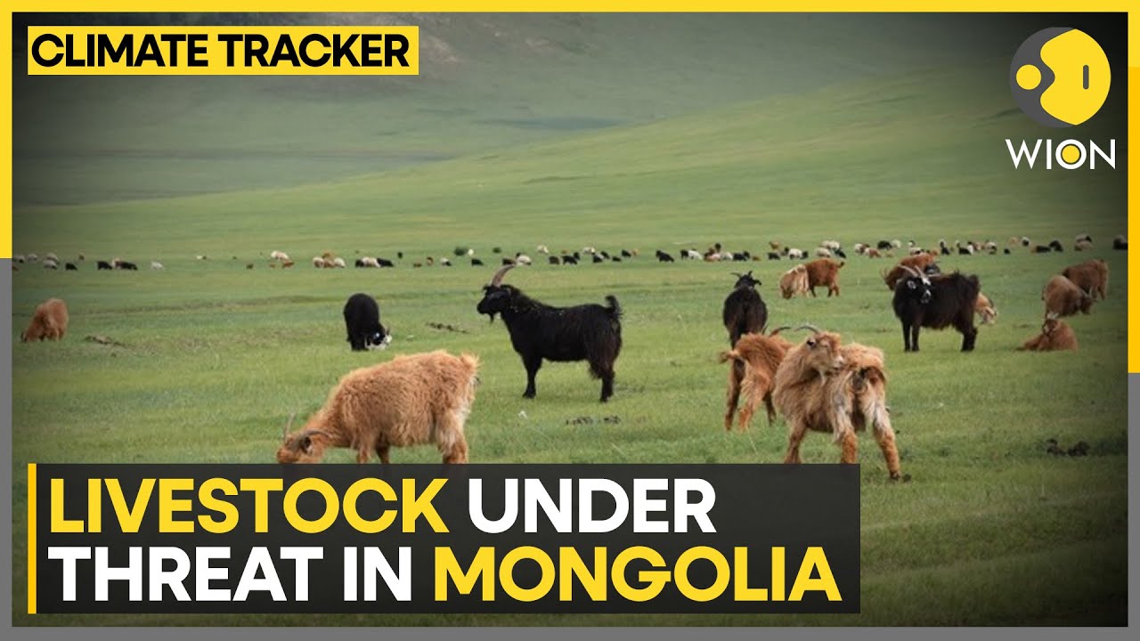 'Dzud' causes widespread hardship for Mongolian herders | WION Climate ...