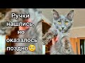 Тот самый "Мейн кун" при смерти  от той бабушки. Я нашла ему ручки, но оказалось поздно.