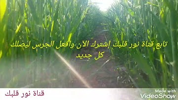 أذكار عظيمة أوصى بها الرسول صلى الله عليه وسلم