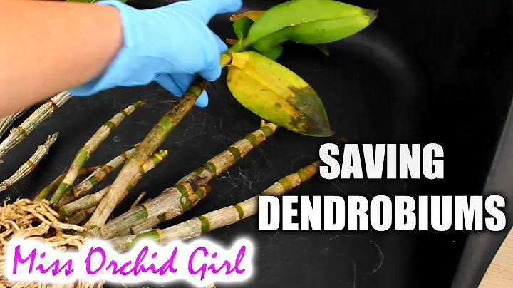 Saving Dendrobium Orchids with mushy, yellow leaves - Long transport - DayDayNews