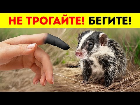 Яд этого милого малыша может убить слона