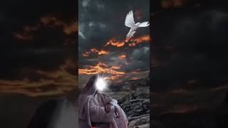 why Allah created fly