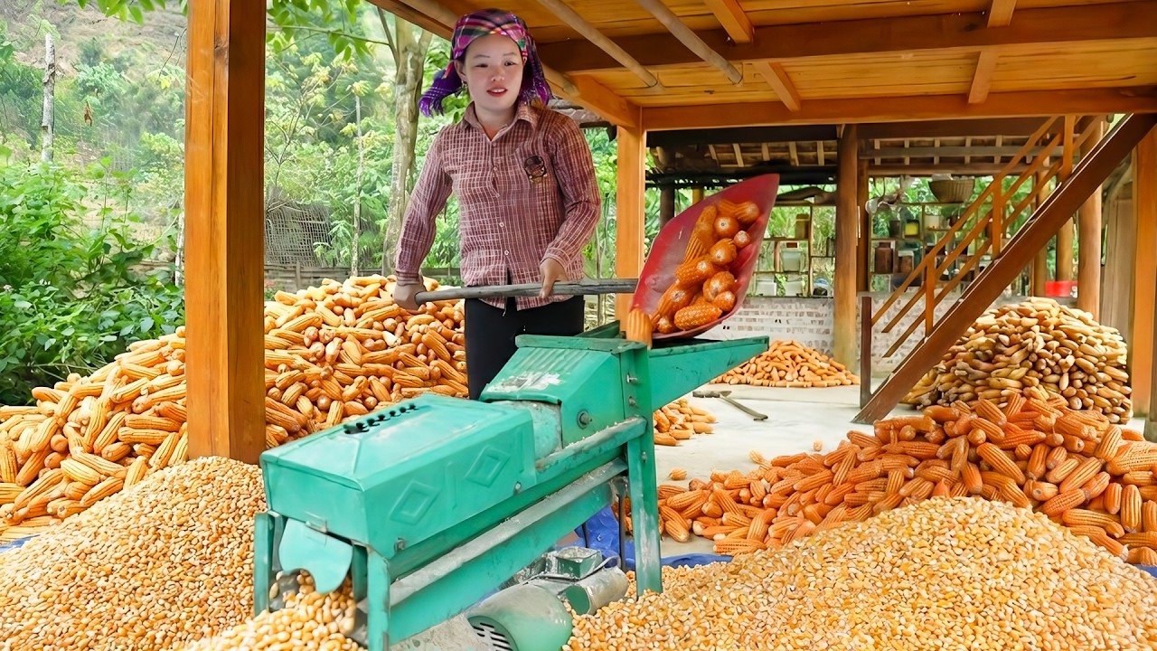 How Corn Is Harvested and Preserved | Drying Kernels for Year-Round Use