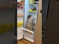 شقاوة اطفال شقاوة اطفال