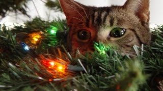 Cats in Christmas Tree Edition Compilation II FunnyBOBO by FunnyBOBO 4,231 views 9 years ago 3 minutes, 16 seconds