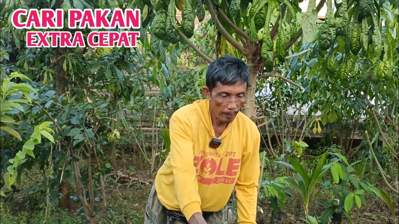 Ngarit Super Cepat Untuk Kambing 45 Ekor Hanya Butuh Waktu Beberapa Menit Saja 