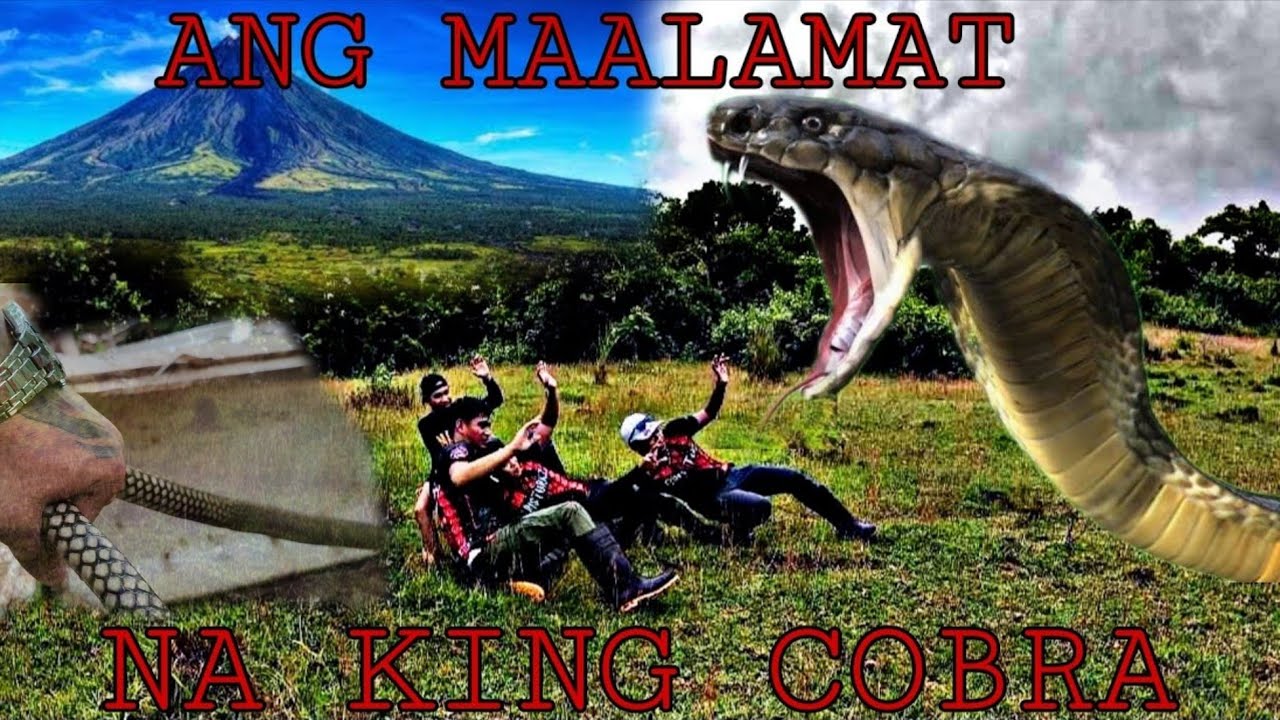 DALAWANG GWAPO NA TAGA BICOL PINASOK NG KING COBRA AT COBRA ISA PAT*Y #cobraprince 