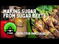 Making Sugar from Sugar Beets Home Grown Sugar Prep