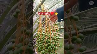 খেজুর বাগান | জান্নাতি ফল খেজুর মাশাআল্লাহ shorts datesfruit