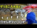 ザリガニを穴に入れると巨大生物が出てくる！