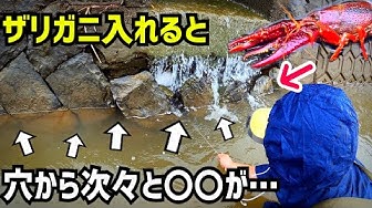 ザリガニ Youtube