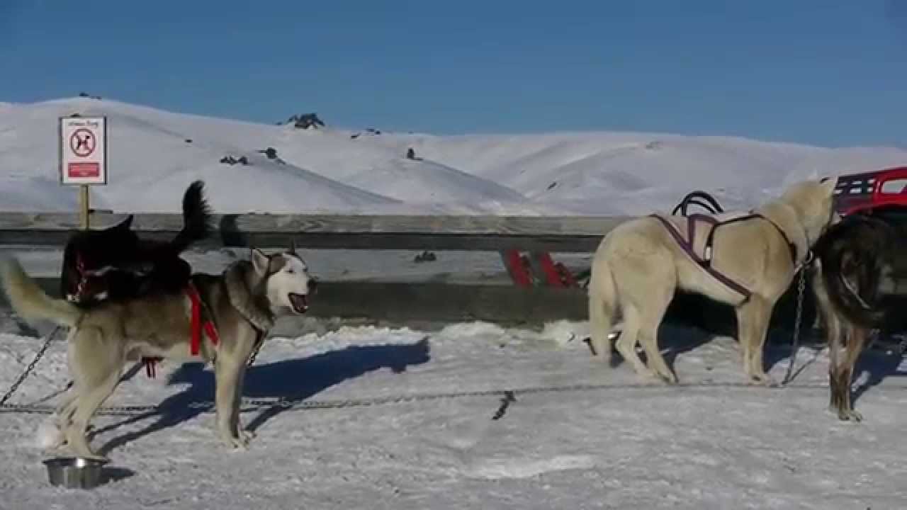 Sled dogs ready to run, Wanaka New Zealand YouTube