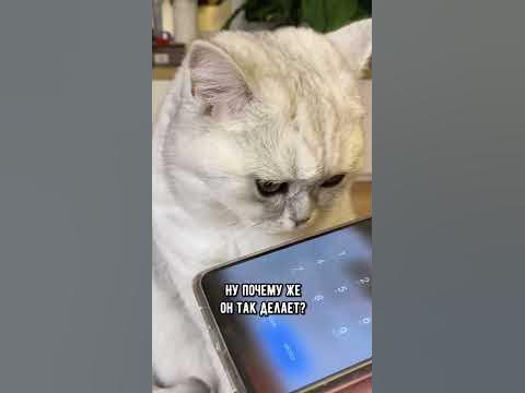 Почему кот мешает разговаривать по телефону #кошка #коты #shorts - YouTube