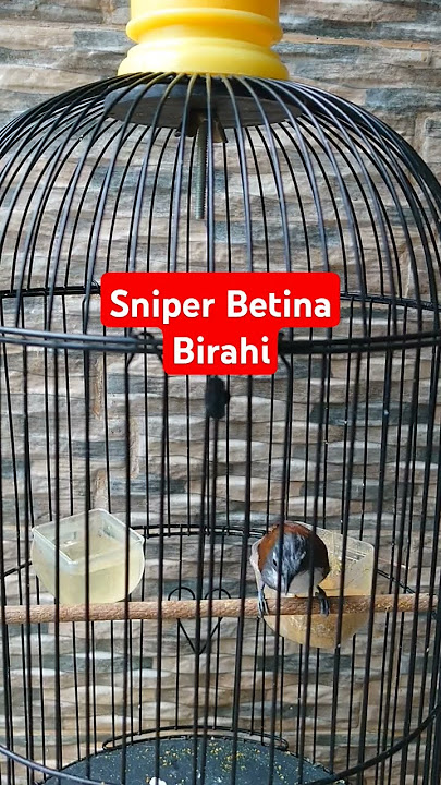 BURUNG SNIPER BETINA BIRAHI