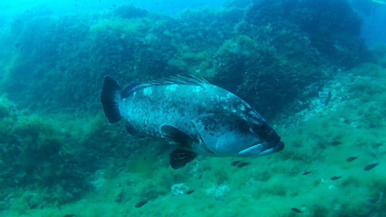 Boat dive at Cabo De Palos