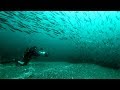 Diving with millions of fish and giant whales in Newfoundland