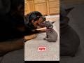 The Cutest Dog Friendship You'll See Today 🥰💞#pets #shortsfeed #animals #shorts #dog #doglife #viral