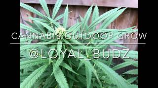 Cannabis Outdoor Grow Part #3 1 Month Update